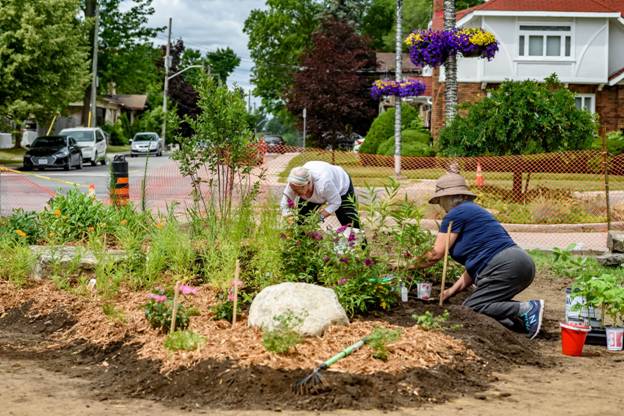 A section of Daniel St. was depaved in Smiths Falls by REAL and transformed into beautiful pollinator gardens