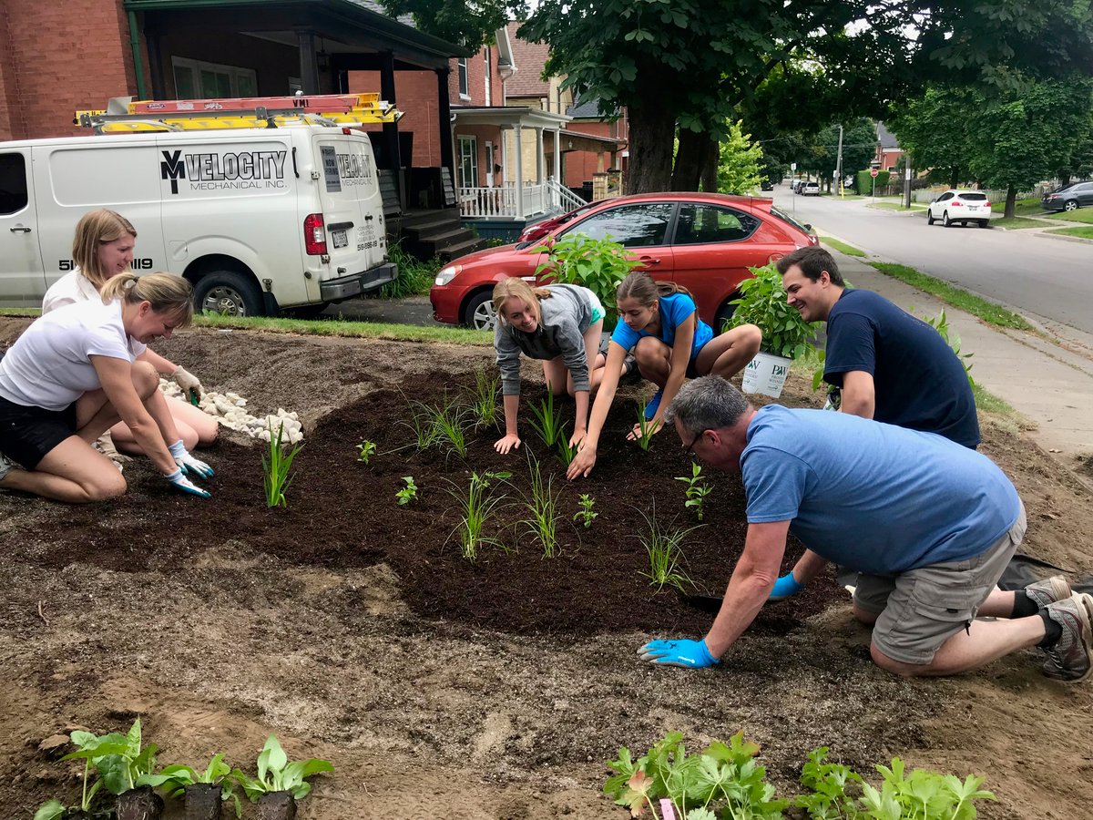 A group of people planting native shrubs and grasses in a new rain garden in the front yard of a house.