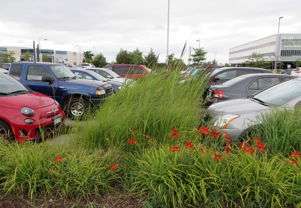 Planted area with grasses and shrubs located in the middle of a parking lot, designed to soak up and clean rainwater runoff.