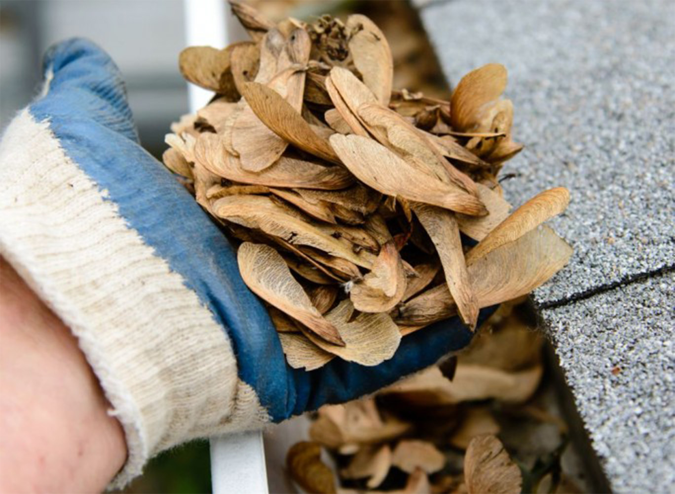 Person cleaning leaves and debris from a rain gutter on a house roof to help prevent water damage and manage rainwater runoff.