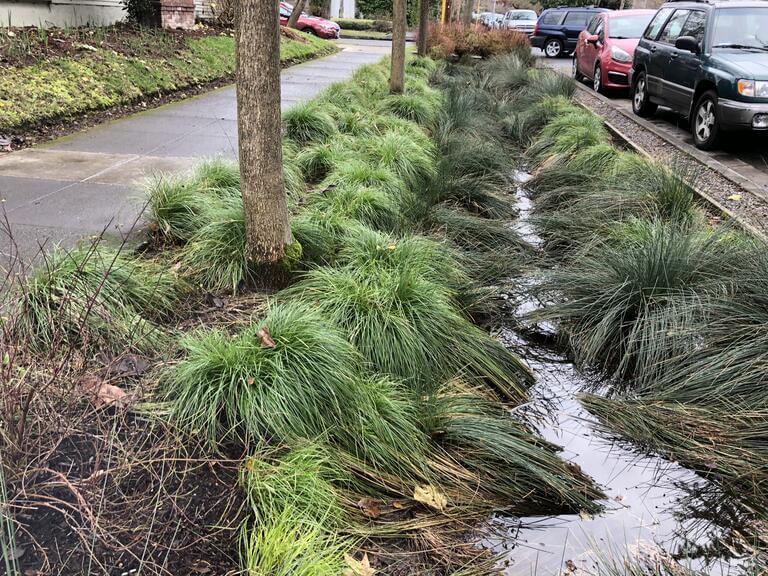 Plants growing in a narrow garden strip between a sidewalk and street in an urban area, helping to absorb and filter rainwater.