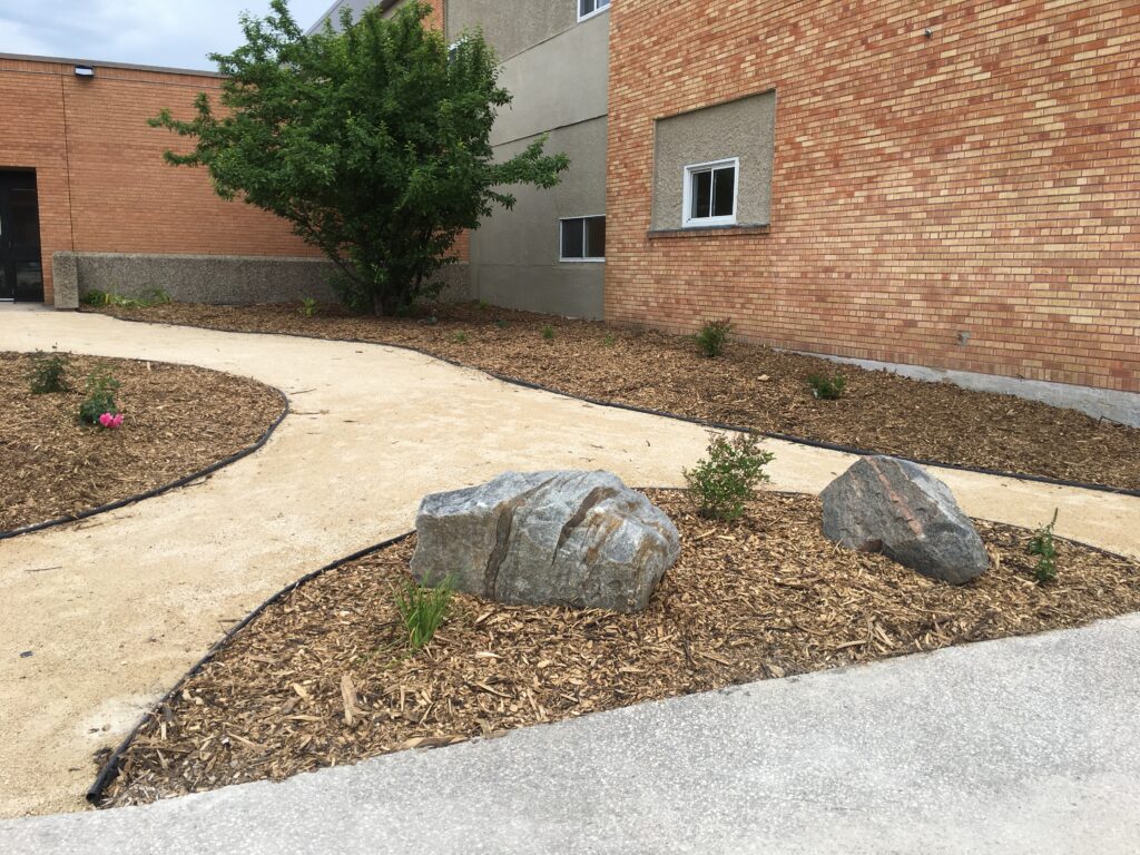 Newly planted garden at Miles Macdonell Collegiate featuring mulch-covered beds, young shrubs, and two large rocks beside a curving gravel pathway.