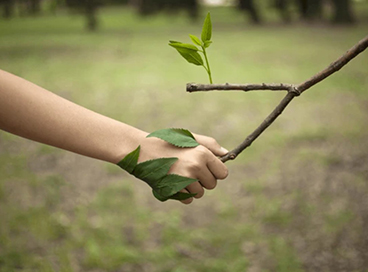 Hand shaking leaves on a tree branch.